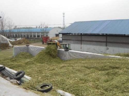 青貯飼料制作的黃金期 掌握關鍵技術，成就優(yōu)質飼料