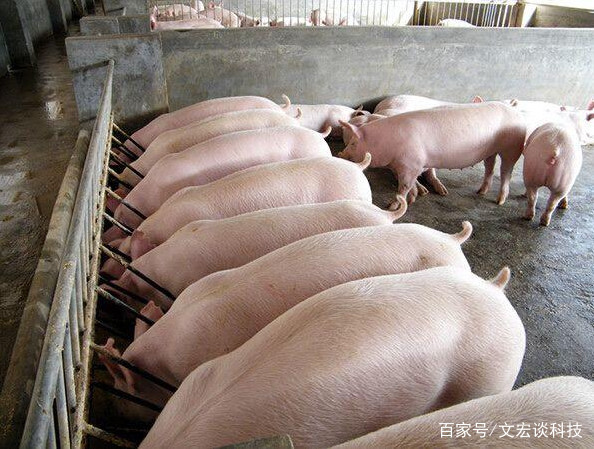 養豬牛用液態發酵飼料時添加小蘇打的原因與效果分析