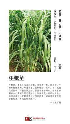 30種牧草粗飼料詳解 豐富草食家畜的營養寶庫